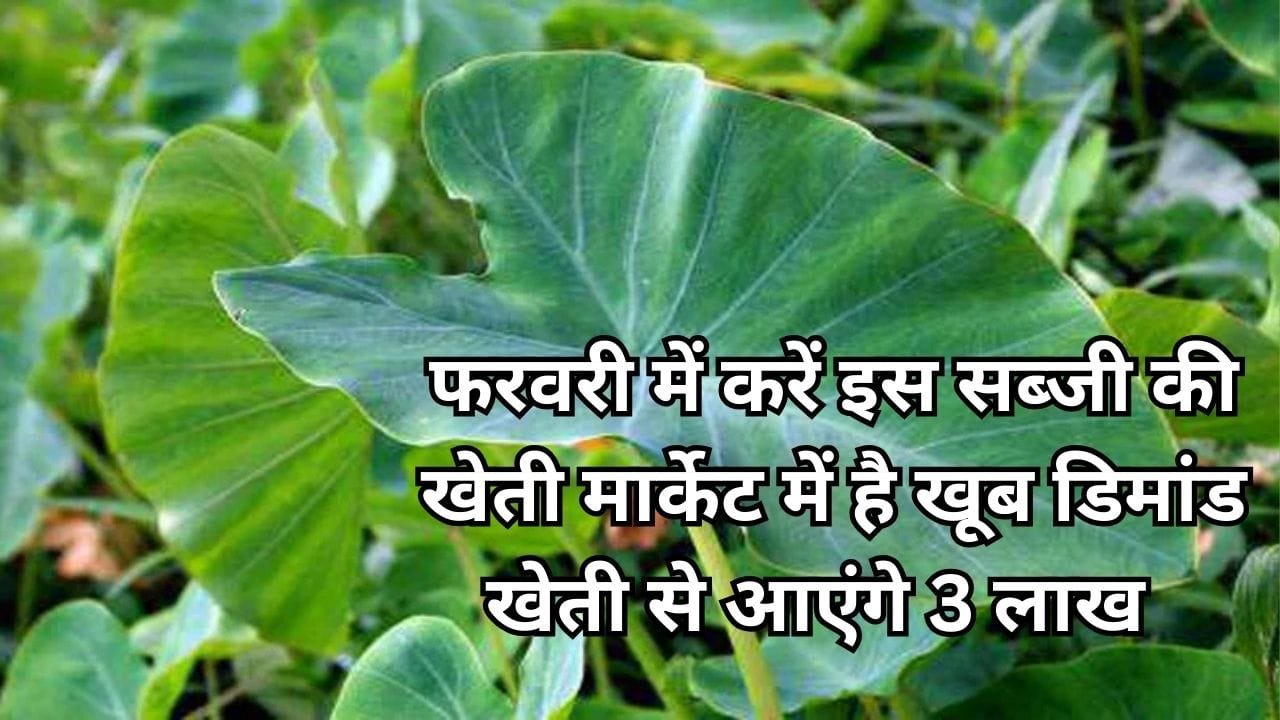 फरवरी में करें इस सब्जी की खेती, मार्केट में है खूब तगड़ी डिमांड 1 एकड़ में खेती से आएंगे 3 लाख रूपए मालामाल हो जाएंगे किसान, जाने नाम