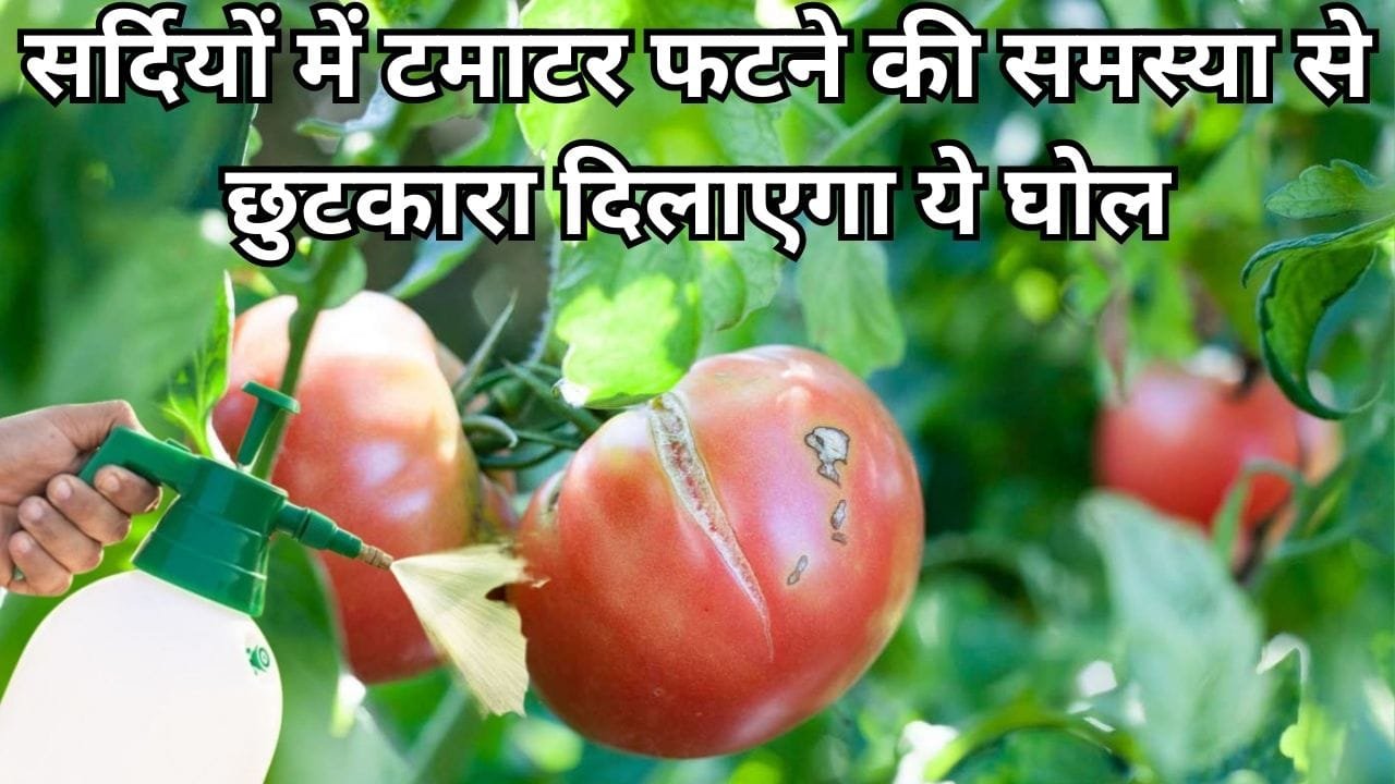 Agriculture tips: सर्दियों में टमाटर फटने की समस्या से छुटकारा दिलाएगा ये घोल, ऐसे करें छिड़काव होगा बंपर उत्पादन