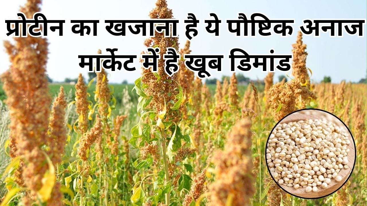 प्रोटीन का खजाना है ये पौष्टिक अनाज, मार्केट में है खूब डिमांड खेती से सिर्फ 90 दिनों में हो जाएंगे मालामाल, जाने नाम