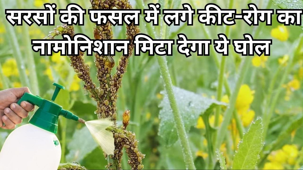 Agriculture tips: सरसों की फसल में लगे कीट-रोग का नामोनिशान मिटा देगा ये घोल, ऐसे करें इस्तेमाल और देखें शानदार कमाल