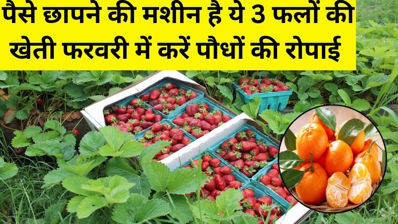 पैसे छापने की मशीन है ये 3 फलों की खेती, फरवरी में करें पौधों की रोपाई लाखों में होगी कमाई मार्केट में रहती है खूब डिमांड, जाने नाम
