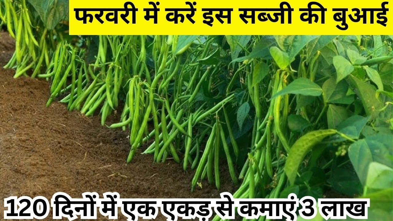 फरवरी में करें इस सब्जी की बुआई, 120 दिनों में एक एकड़ से कमाएं 3 लाख रूपए, जाने बसंत ऋतु में बुवाई का तरीका