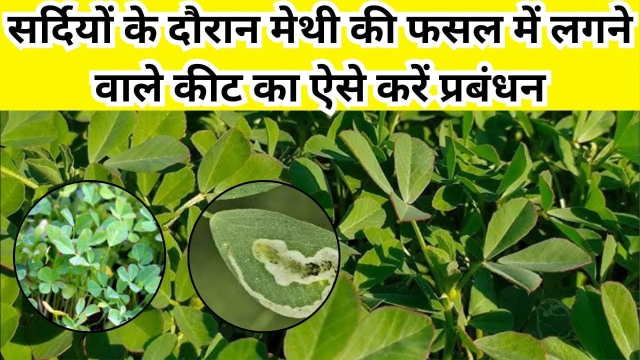 Agriculture tips: सर्दियों के दौरान मेथी की फसल में लगने वाले कीट का ऐसे करें प्रबंधन, पौधे रहेंगे स्वस्थ और बीज उत्पादन होगा जबरदस्त