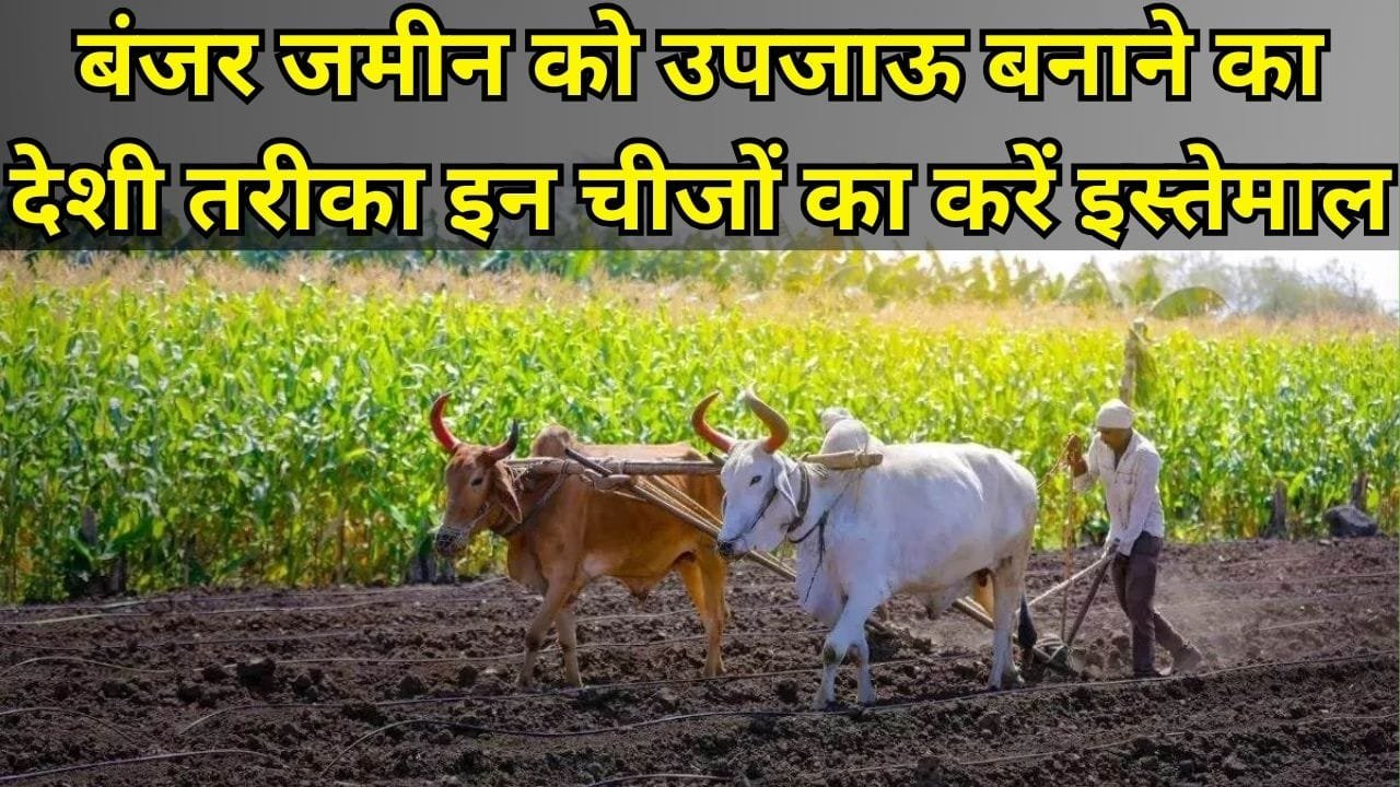 Agriculture tips: बंजर जमीन को उपजाऊ बनाने ये है एकमात्र देशी तरीका, इन चीजों का करें इस्तेमाल देखें शानदार कमाल बंजर भूमि पर भी होगी तगड़ी खेती