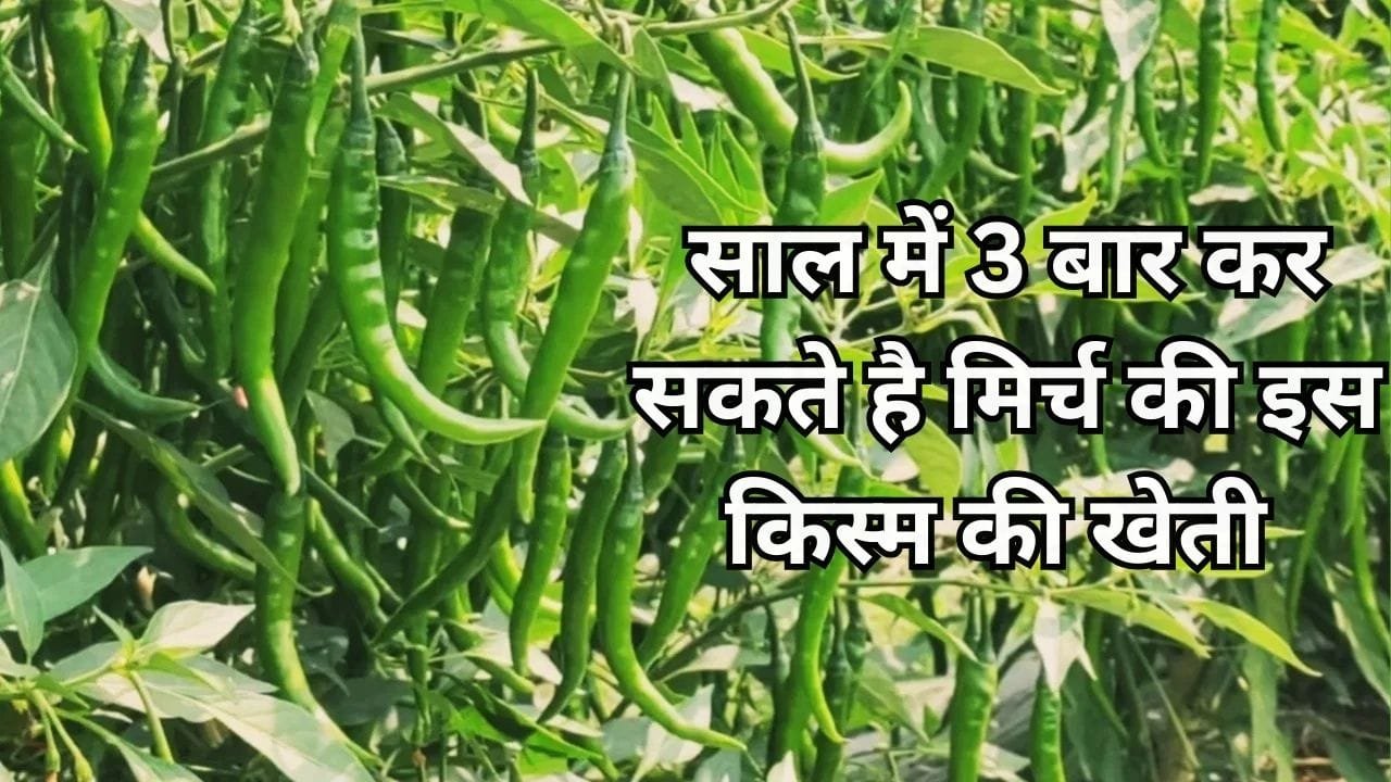 साल में 3 बार कर सकते है मिर्च की इस किस्म की खेती, 45 दिनों में होती है तैयार एक एकड़ में देती है तगड़ी पैदावार, जाने नाम