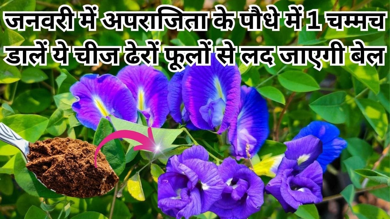 Gardening tips: जनवरी में अपराजिता के पौधे में 1 चम्मच डालें ये चमत्कारी चीज, ढेरों फूलों से लद जाएगी बेल माली ने खुद इस्तेमाल करके दिखाया कमाल