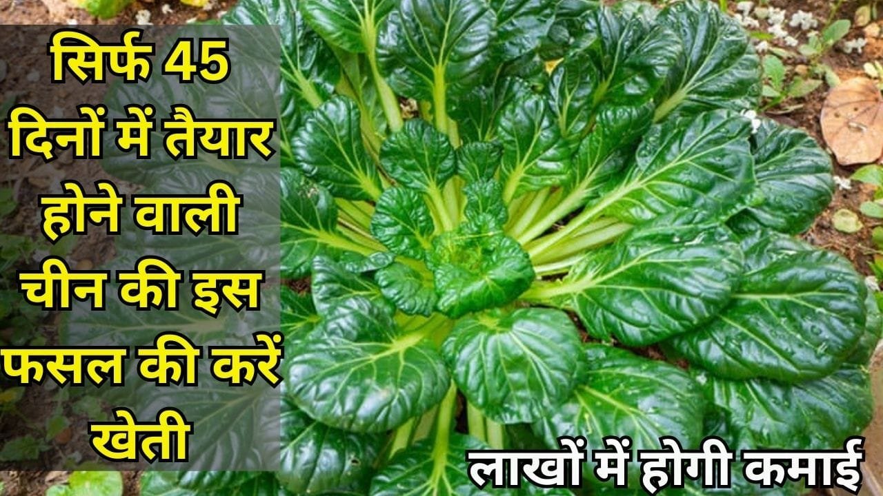 सिर्फ 45 दिनों में तैयार होती है चीन की इस फसल की खेती, देश विदेशों में भी है खूब डिमांड खेती से आएंगे लाखों रूपए, जाने नाम