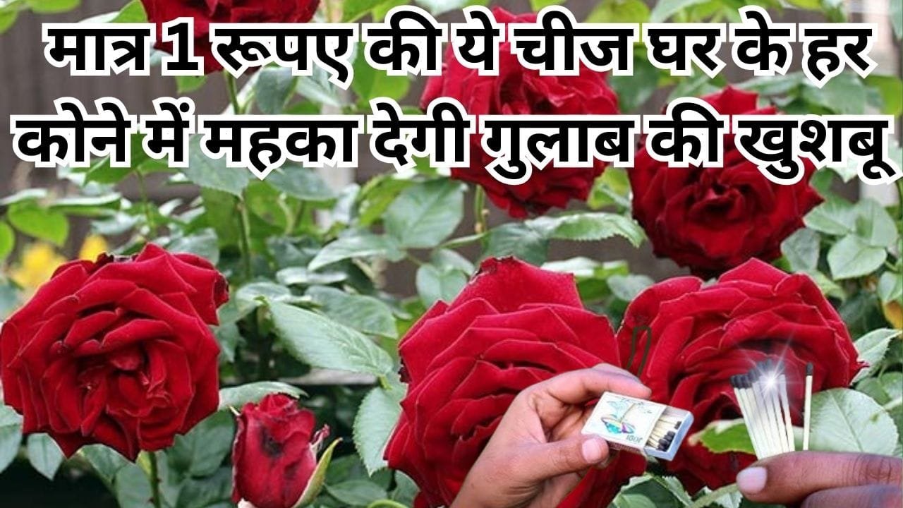 Gardening tips: मात्र 1 रु की ये चीज घर के हर कोने में महका देगी गुलाब की खुशबू, माली ने स्वयं इस्तेमाल करके दिखाया कमाल, फूलों लद जाएगी डाल