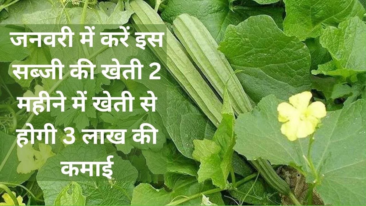 जनवरी में करें इस सब्जी की खेती, सिर्फ 2 महीने में खेती से बन जाएंगे लखपति 3 लाख की होगी तगड़ी कमाई, जाने नाम