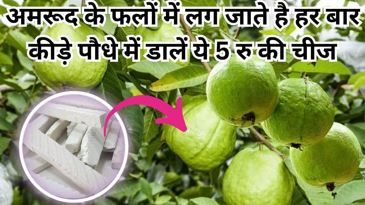 Gardening Tips: अमरूद के फलों में लग जाते है हर बार कीड़े, माली ने बताया राज की पौधे में डालें ये 5 रु की चीज, रोग मुक्त फलों से लद जाएगी हर डाल