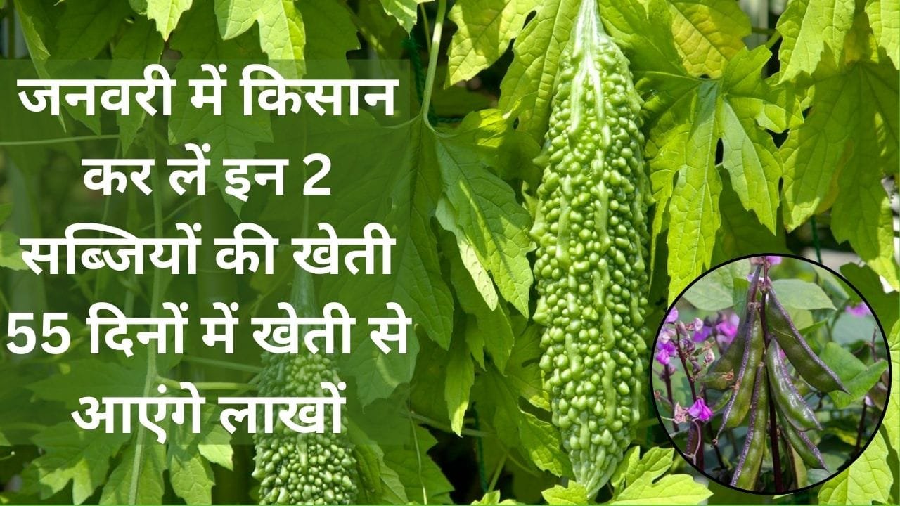 जनवरी के महीने में किसान कर लें इन 2 सब्जियों की खेती, 55 दिनों में खेती से आएंगे लाखों होली से पहले होगा तगड़ा मुनाफा, जाने नाम
