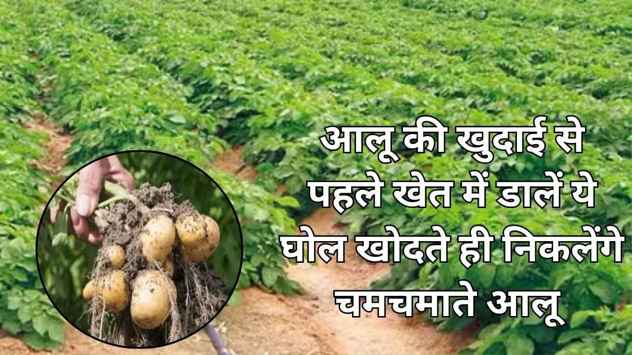 Agriculture tips: आलू की खुदाई से पहले खेत में डालें ये घोल, खोदते ही निकलेंगे चमचमाते आलू दोगुनी हो जाएगी पैदावार, जाने नाम