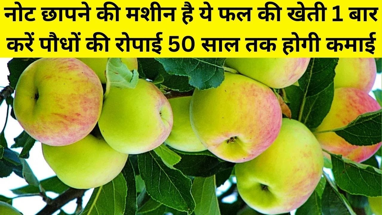 नोट छापने की मशीन है ये फल की खेती, एकबार करें पौधों की रोपाई 50 साल तक होगी लाखों में कमाई