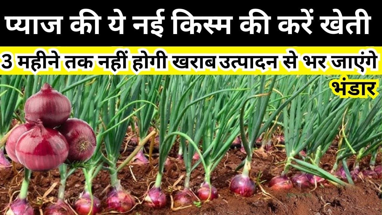 3 महीने तक खराब नहीं होगी प्याज की ये किस्म, 1 एकड़ में बंपर उत्पादन से भर जाएंगे भंडार खेती से होगी लाखों की कमाई, जाने नाम