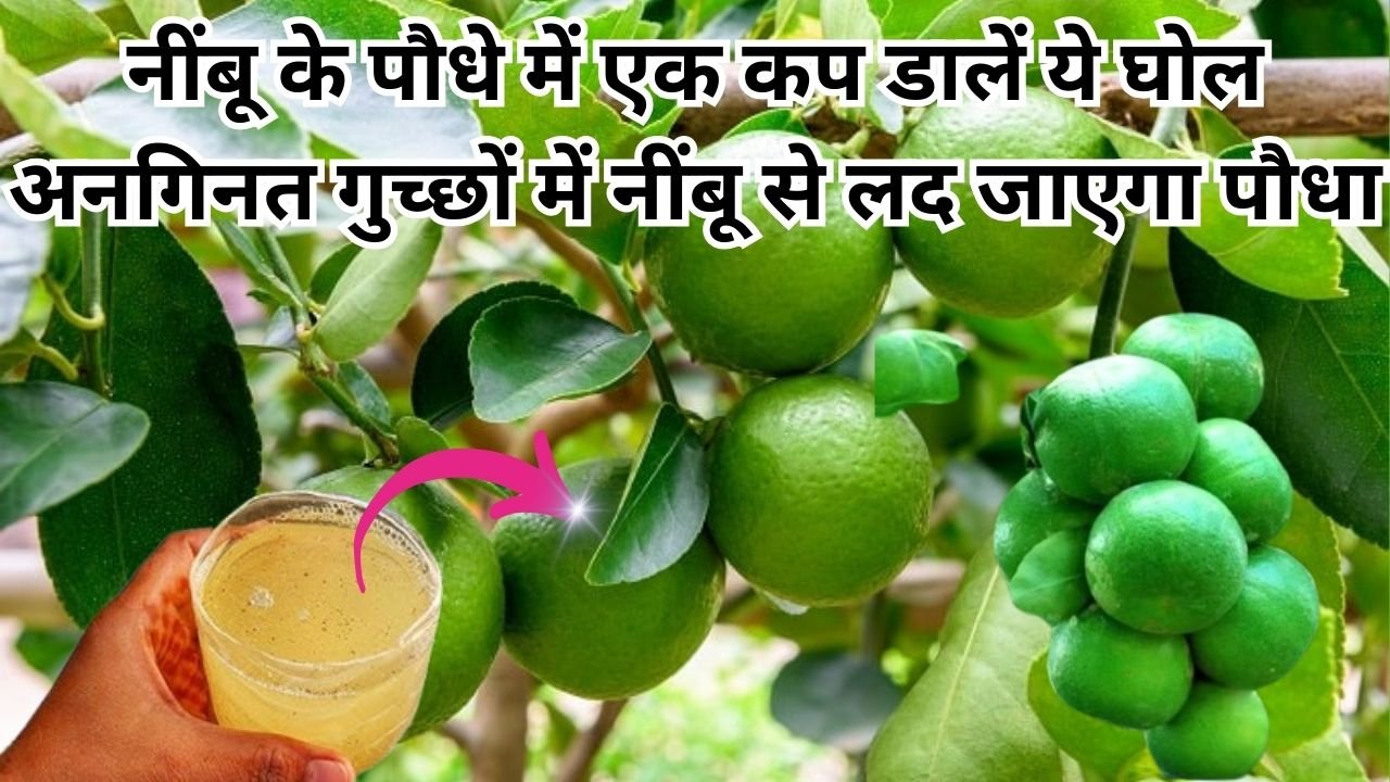 Gardening tips: नींबू के पौधे में एक कप डालें ये घोल, अनगिनत गुच्छों में नींबू से लद जाएगा पौधा माली का ये राज हर किसी के नहीं है पास, जाने नाम