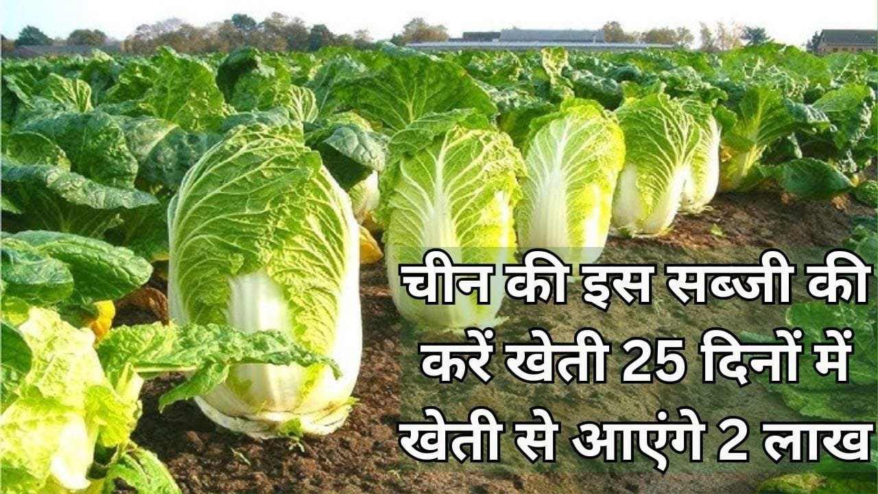 चीन की इस सब्जी की करें खेती, सिर्फ 25 दिनों में खेती से आएंगे 2 लाख विदेशों में भी है खूब डिमांड, जाने नाम और काम