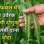 Agriculture tips: गेहूं की फसल में डालें ये उर्वरक, बाली होगी दोगुना तेजी से लंबी और दाना होगा मोटा तगड़ा, जाने नाम