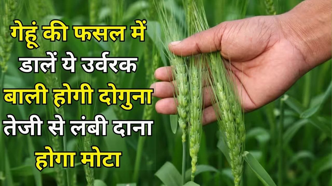 Agriculture tips: गेहूं की फसल में डालें ये उर्वरक, बाली होगी दोगुना तेजी से लंबी और दाना होगा मोटा तगड़ा, जाने नाम