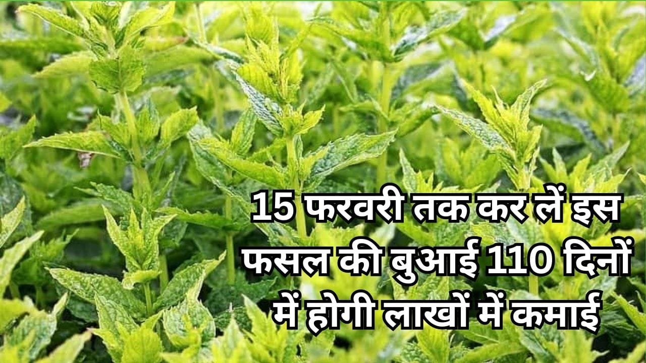 15 फरवरी तक कर लें इस फसल की बुआई, 110 दिनों में होगी लाखों में कमाई मार्केट इसका तेल बिकता है 1 हजार रूपए किलो, जाने किस्म