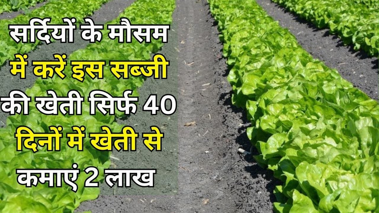 सर्दियों के मौसम में करें इस सब्जी की खेती, सिर्फ 40 दिनों में खेती से कमाएं लाखों मार्केट में सालभर रहती है खूब डिमांड, जाने नाम