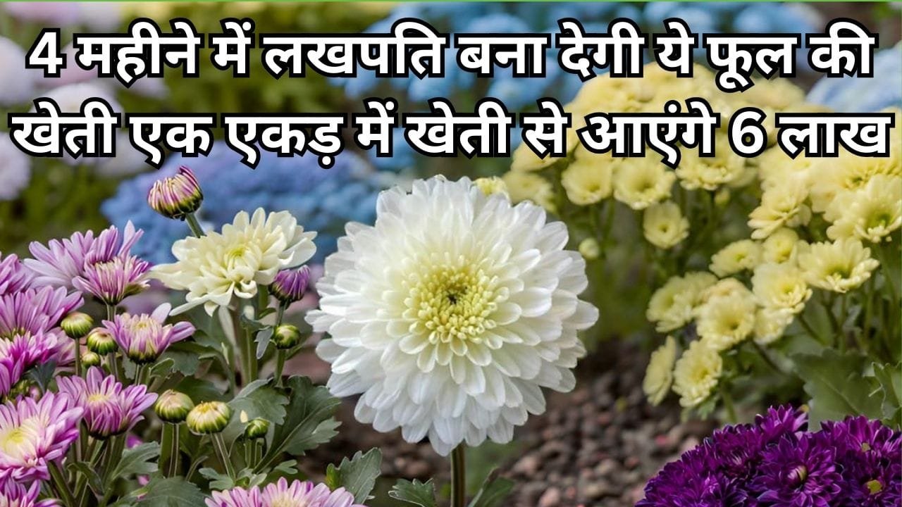 किसानों को सिर्फ 4 महीने में लखपति बना देगी ये फूल की खेती, एक एकड़ में खेती से आएंगे 6 लाख, जाने नाम