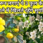 Gardening tips: घर में जरूर लगाएं ये 3 फूल के पौधे, पूरे साल गमले में खिलते रहेंगे सुगंधित फूल, महकता रहेगा पूरा घर, जाने नाम