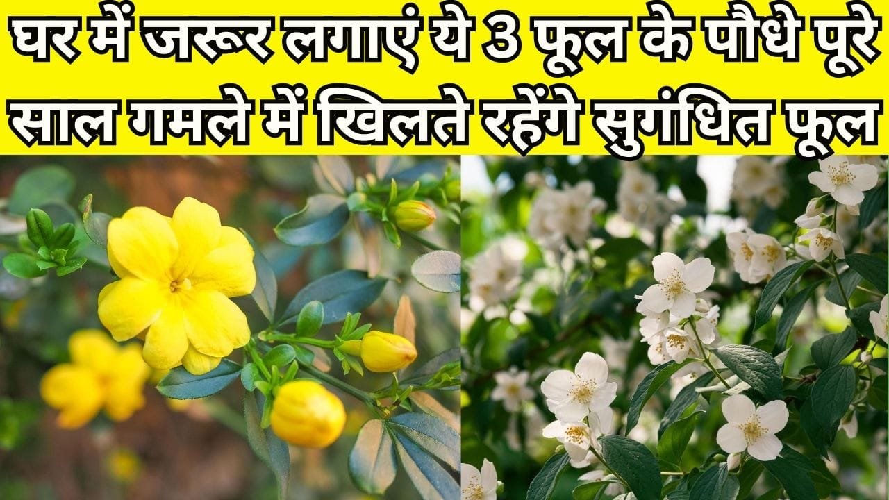Gardening tips: घर में जरूर लगाएं ये 3 फूल के पौधे, पूरे साल गमले में खिलते रहेंगे सुगंधित फूल, महकता रहेगा पूरा घर, जाने नाम