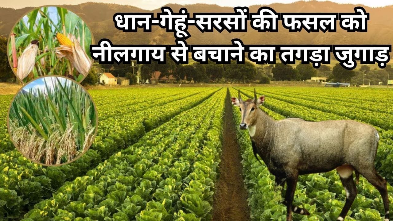 धान-गेहूं-सरसों की फसल को नीलगाय से बचाने का तगड़ा जुगाड़, ये चीज जंगली जानवरों को भगाने में दिखाएगी शानदार कमाल उत्पादन भी होगा बंपर
