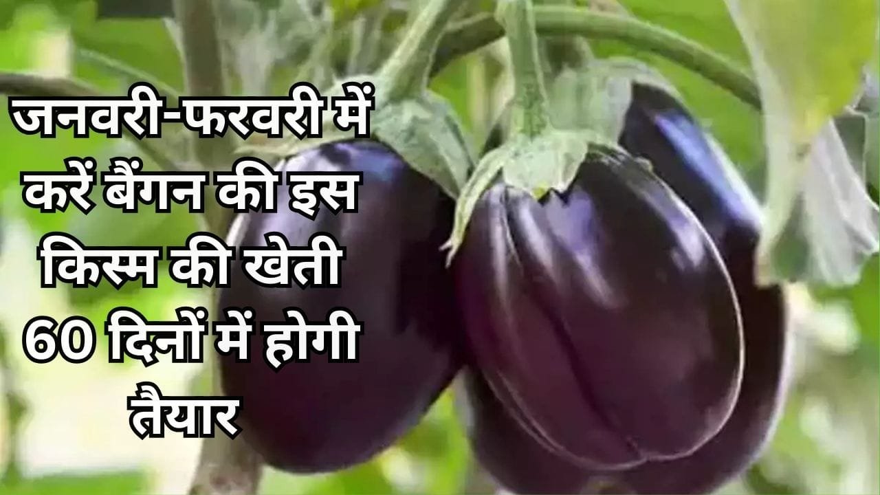 जनवरी-फरवरी में करें बैंगन की इस किस्म की खेती, 60 दिनों में होगी तैयार रेतीली दोमट मिट्टी में खेती से देगी बंपर पैदावार, जाने नाम