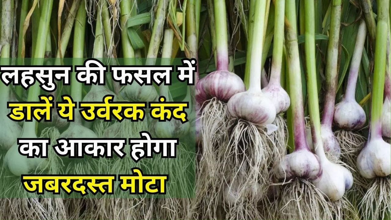 Agriculture Tips: लहसुन की फसल में डालें ये उर्वरक, कंद का आकार होगा जबरदस्त मोटा दोगुना तेजी से बढ़ेगी पैदावार, जाने नाम