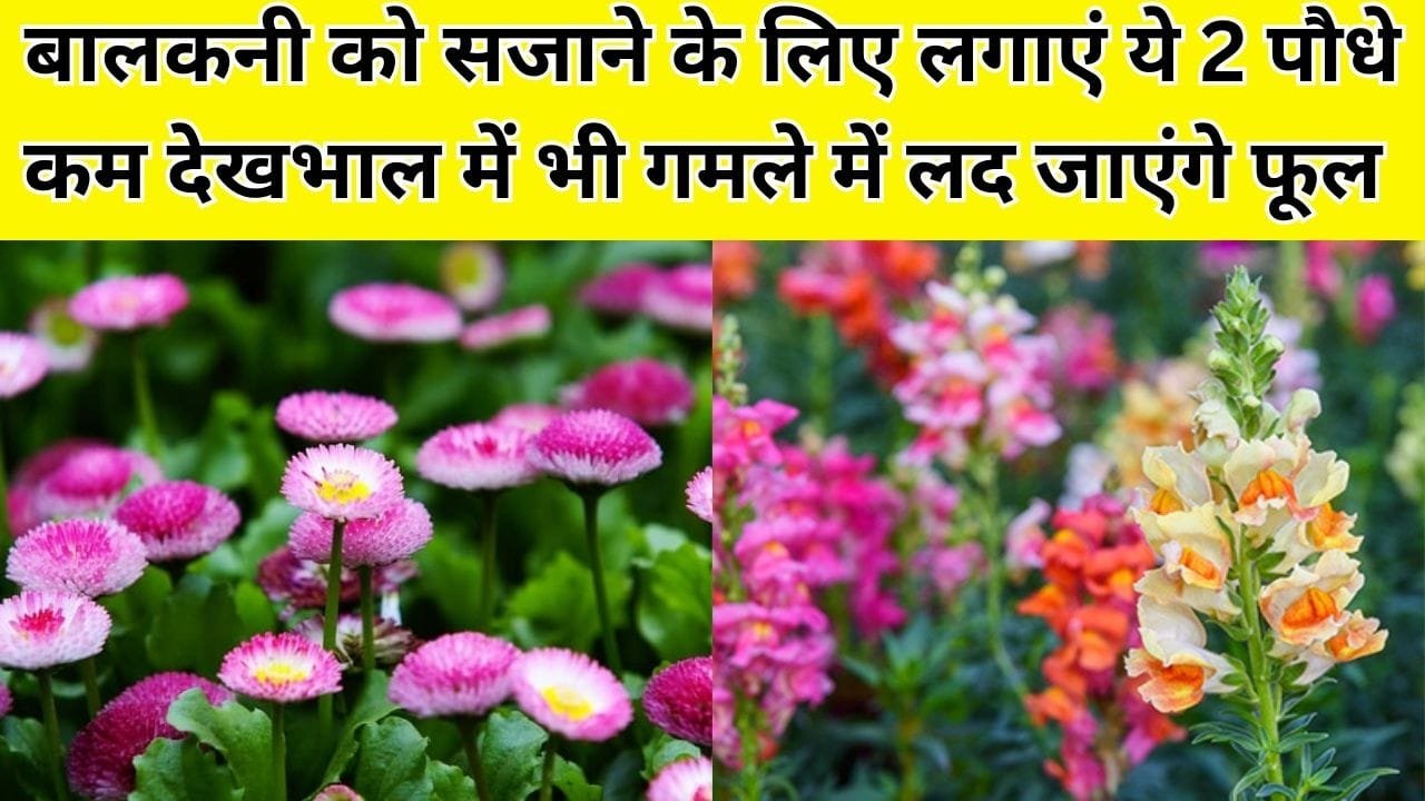 Gardening tips: बालकनी को सजाने के लिए जरूर लगाएं ये 2 पौधे, बिना देखभाल के भी गमले में लद जाते है ढेरों फूल, जाने नाम