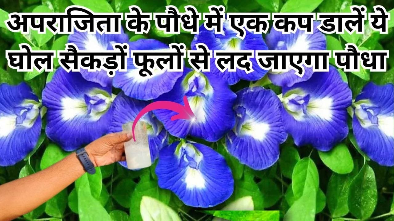 Gardening tips: अपराजिता के पौधे में एक कप डालें ये घोल, सैकड़ों फूलों से लद जाएगा पौधा एकबार करें इस्तेमाल हफ्ते भर में देखें कमाल, जाने नाम