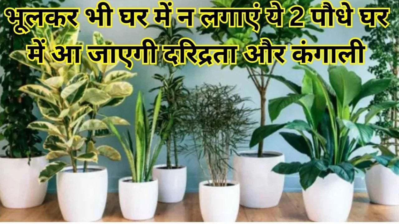 भूलकर भी घर में न लगाएं ये 2 पौधे, घर में आ जाएगी दरिद्रता और कंगाली छूमंतर हो जाएगी बरकत, जाने कौन-से पौधे है