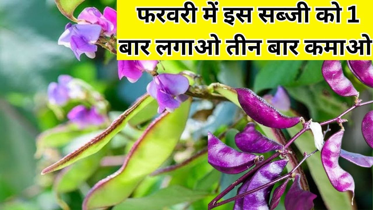 फरवरी में इस सब्जी को एकबार लगाओ तीन बार कमाओ, सिर्फ 90 दिनों में खेती से आएंगे 3 लाख रूपए, जाने नाम