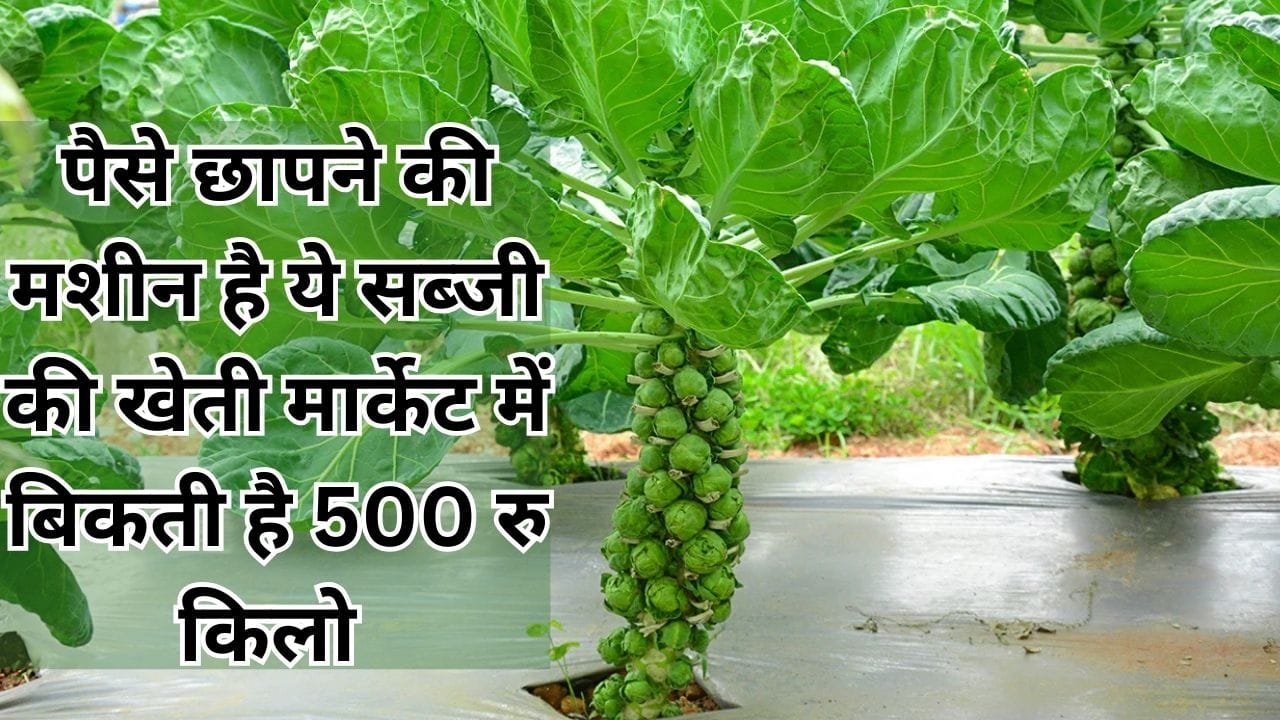 पैसे छापने की मशीन है ये विदेशी सब्जी की खेती, मार्केट में बिकती है 500 रूपए किलो मंडी में है खूब डिमांड, जाने नाम