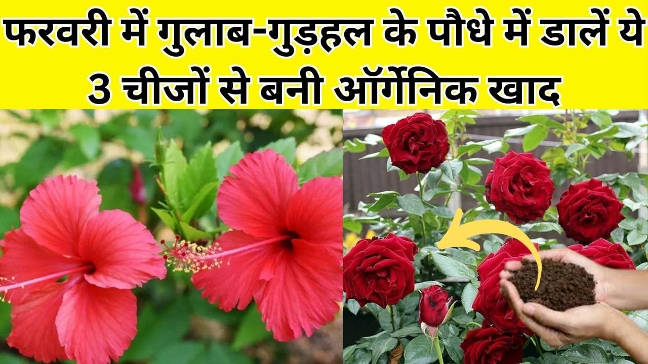 Gardening tips: फरवरी में गुलाब-गुड़हल के पौधे में डालें ये 3 चीजों से बनी ऑर्गेनिक खाद, पौधे में फूल लाने का माली का ये राज हर किसी के नहीं है पास