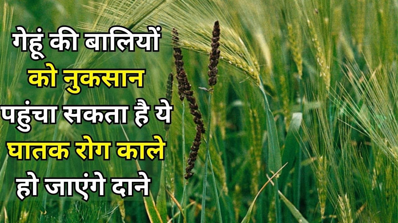 Agriculture Tips: गेहूं की बालियों को नुकसान पहुंचा सकता है ये घातक रोग, काले हो जाएंगे दाने, जाने लक्षण और इलाज