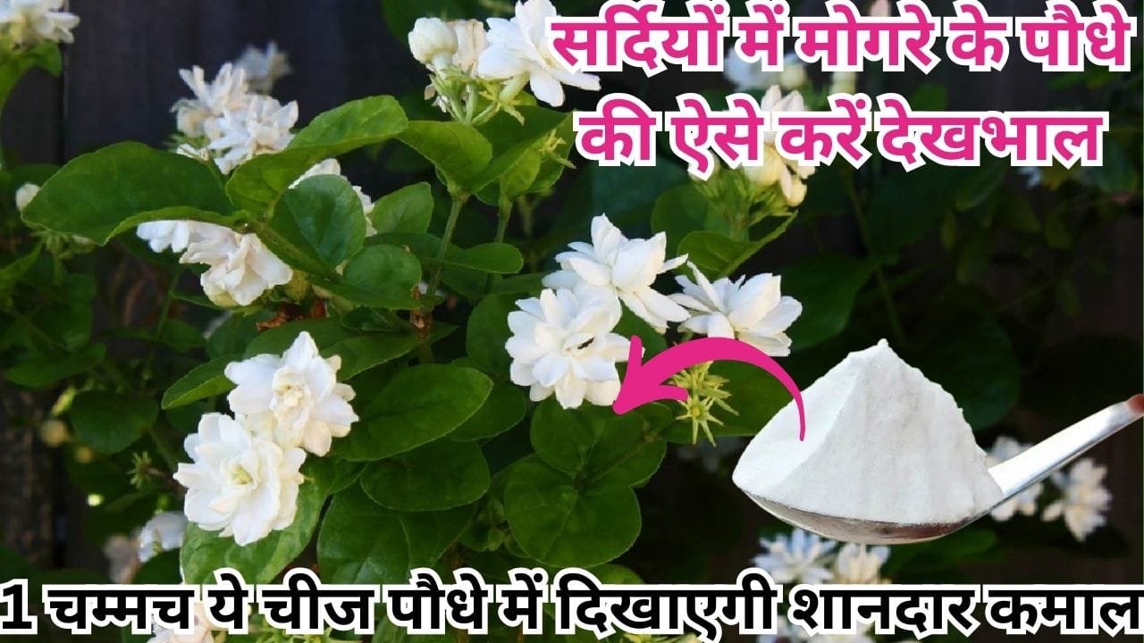 Gardening tips: सर्दियों में मोगरे के पौधे की ऐसे करें देखभाल, एक चम्मच ये चीज पौधे में दिखाएगी शानदार कमाल, हर डाल में खूब खिलेंगे फूल, जाने नाम
