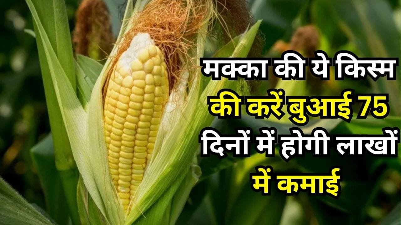 मक्का की ये किस्म की करें बुआई, 75 दिनों में होगी लाखों में कमाई मार्केट में सालभर रहती है खूब डिमांड, जाने वसंत ऋतु में बुवाई का तरीका