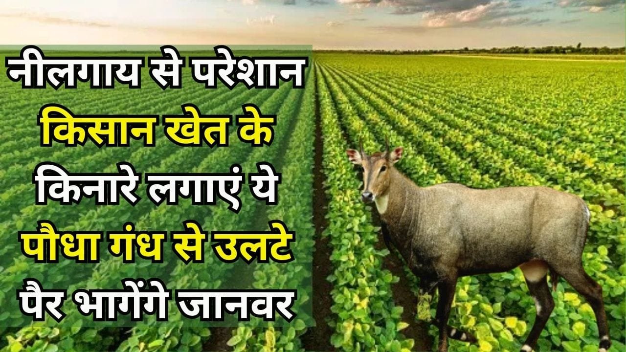 Agriculture Tips: नीलगाय से परेशान किसान खेत के किनारे लगाएं ये पौधा, गंध से ही उलटे पैर भागेंगे जंगली जानवर, जाने नाम