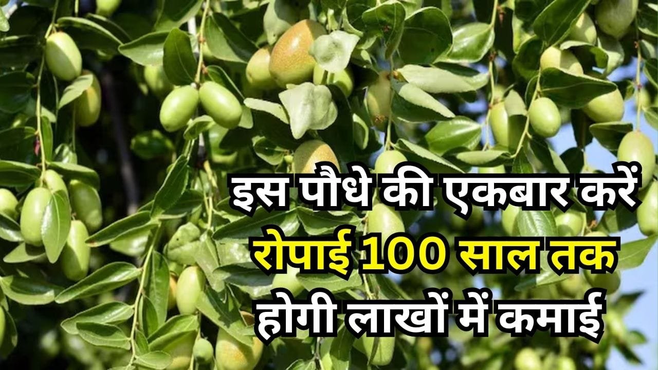 इस पौधे की एकबार करें रोपाई, 100 साल तक होगी लाखों में कमाई मार्केट में इसका तेल बिकता है 7 हजार रूपए लीटर, जाने नाम