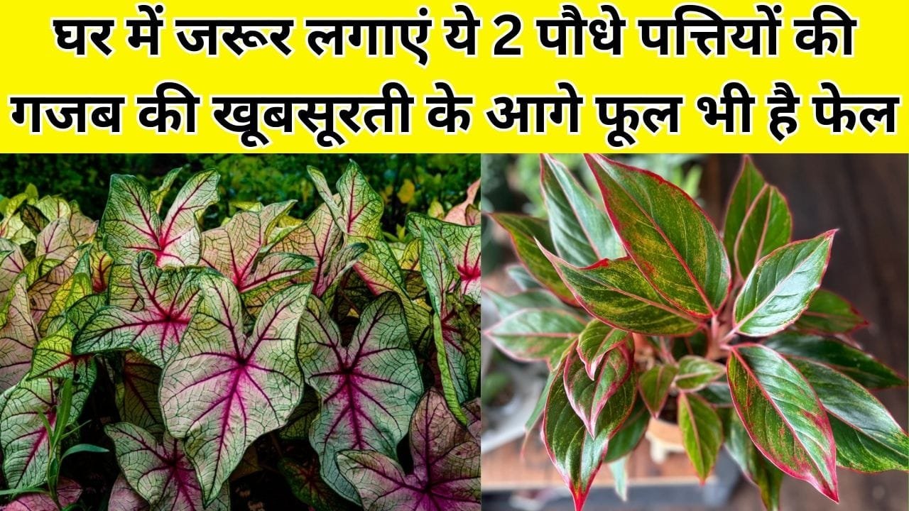 Gardening tips: घर में जरूर लगाएं ये 2 पौधे, पत्तियों की गजब की खूबसूरती के आगे फूल भी है फेल घर की शोभा में लग जाएंगे चार चांद, जाने नाम