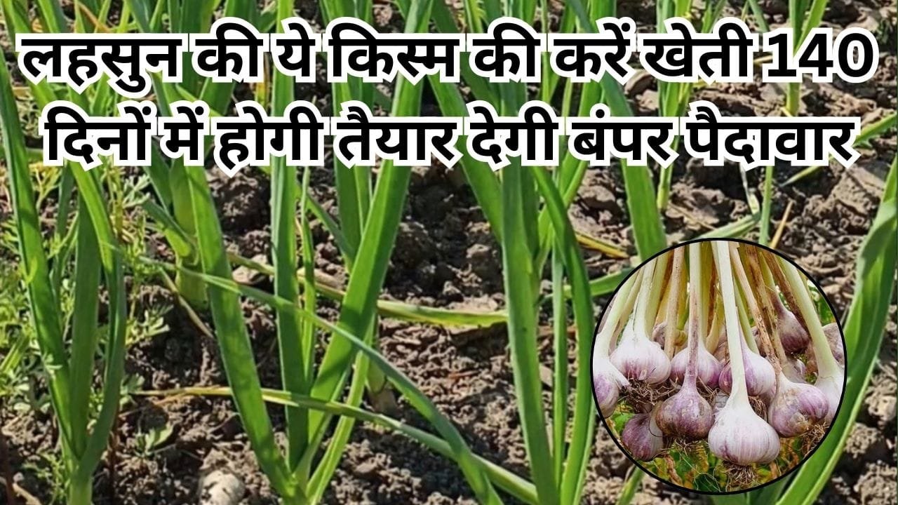लहसुन की ये किस्म की करें खेती, 140 दिनों में होगी तैयार 1 हेक्टेयर में खेती से देगी बंपर पैदावार मालामाल हो जाएंगे किसान, जाने नाम