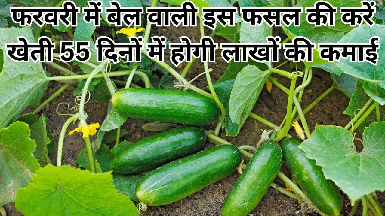 फरवरी के महीने में बेल वाली इस फसल की करें खेती, 55 दिनों में एक एकड़ से होगी लाखों की कमाई, जाने बुवाई का बेस्ट तरीका