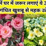 Gardening tips: फरवरी में घर में जरूर लगाएं ये 3 फूल के पौधे, सुगंधित फूल की खुशबू से महक उठेगा पूरा घर, कम देखभाल में भी खिलेंगे ढेरों फूल