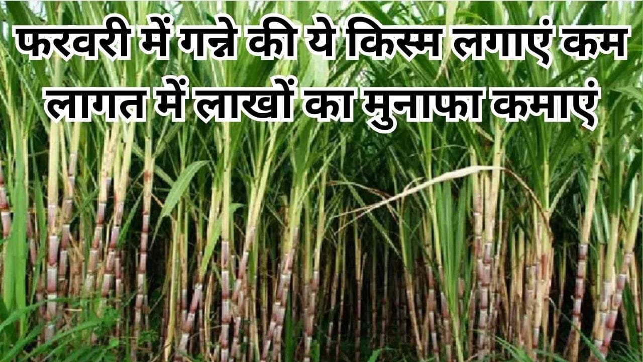 फरवरी के महीने में गन्ने की ये किस्म लगाएं, कम लागत में लाखों का मुनाफा कमाएं, जाने बसंत ऋतु में बुवाई का बेस्ट तरीका