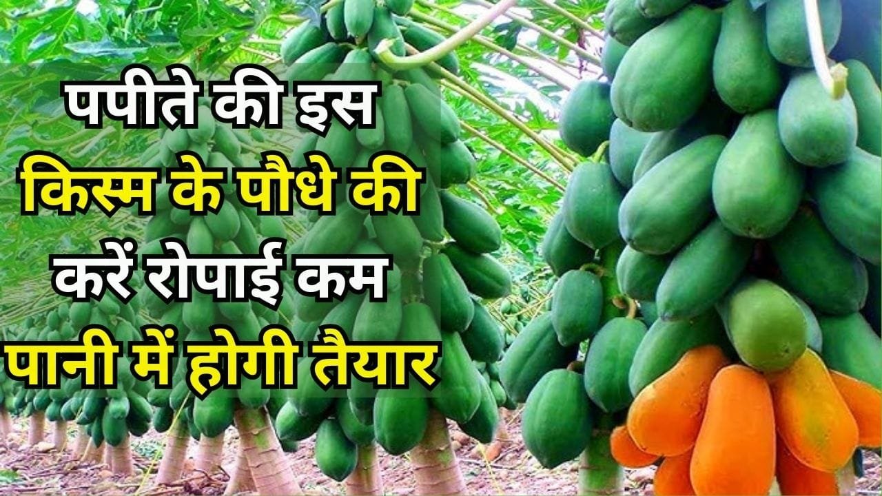 पपीते की इस किस्म के पौधे की करें रोपाई, कम पानी में होगी तैयार एक एकड़ में देगी बंपर पैदावार समेत छप्परफाड़ मुनाफा, जाने नाम