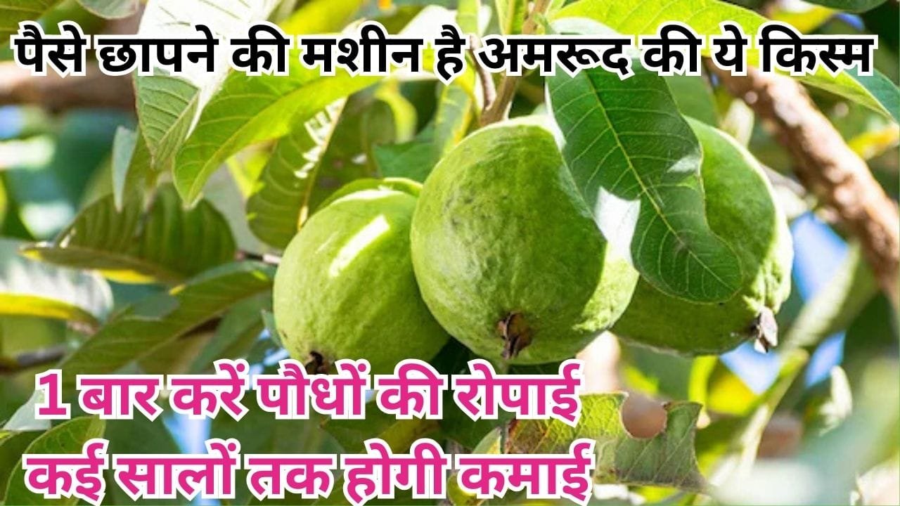 पैसे छापने की मशीन है अमरूद की ये वैरायटी, एकबार करें पौधों की रोपाई कई सालों तक होगी लाखों में कमाई, जाने नाम