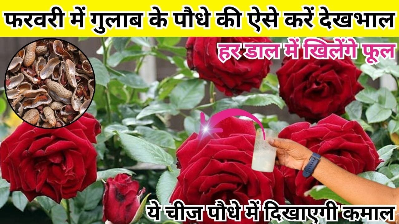 Gardening Tips: फरवरी में गुलाब के पौधे की ऐसे करें देखभाल, माली की बताई ये चमत्कारी चीज पौधे में दिखाएगी शानदार कमाल हर डाल में खूब खिलेंगे फूल
