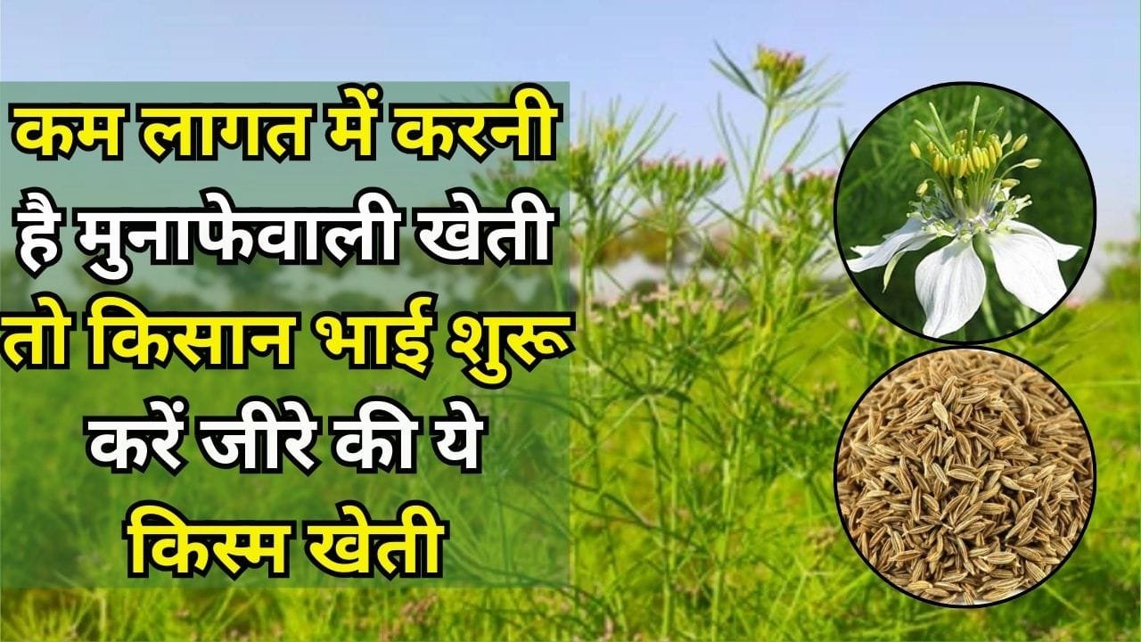 कम लागत में करनी है मुनाफेवाली खेती, तो किसान भाई शुरू करें जीरे की ये किस्म खेती 120 दिनों में होगी तैयार देगी बंपर पैदावार, जाने नाम